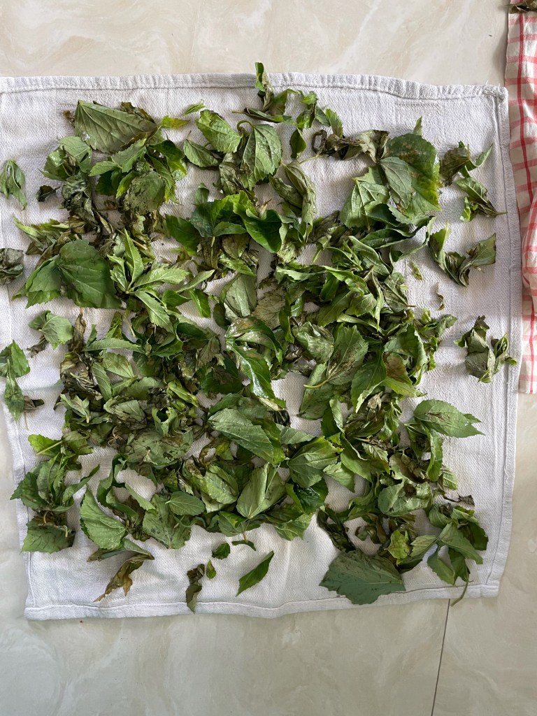Gongura